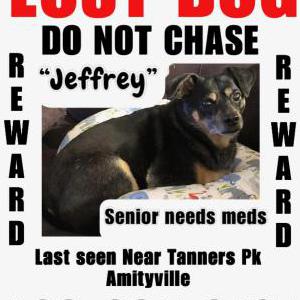 Lost Dog Jeffrey
