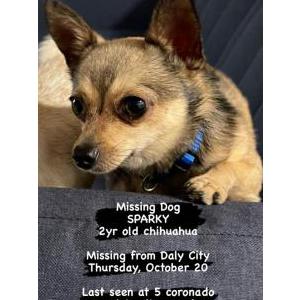 Lost Dog Sparky
