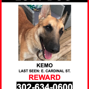 Lost Dog Kemo