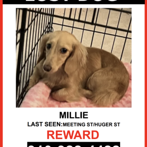 Lost Dog Millie