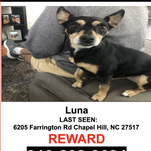 Lost Dog LUNA