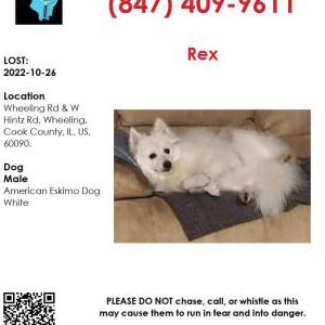 Lost Dog Rex
