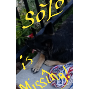 Lost Dog SoZo
