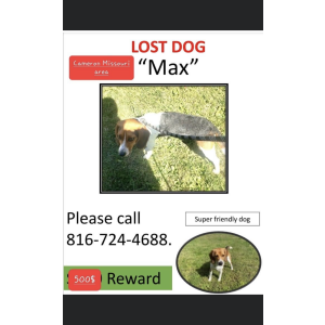 Lost Dog Maximus