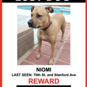 Lost Dog Niomi