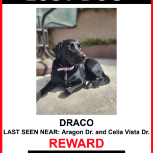 Lost Dog Draco