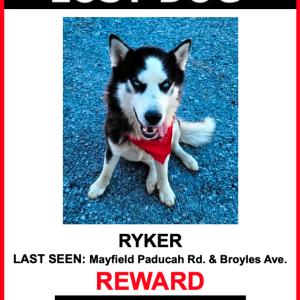Lost Dog Ryker