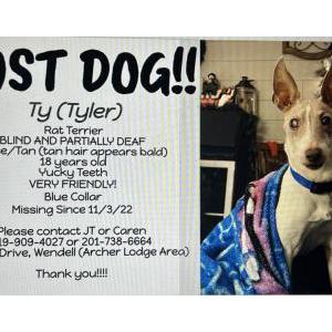 Lost Dog Ty (Tyler)