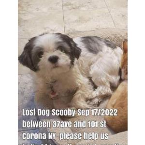 Lost Dog Scooby