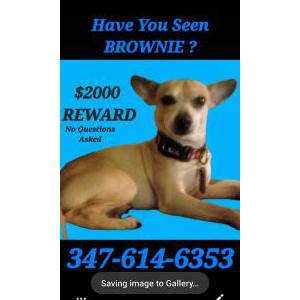 2nd Image of Brownie, Lost Dog