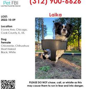 Lost Dog Laika