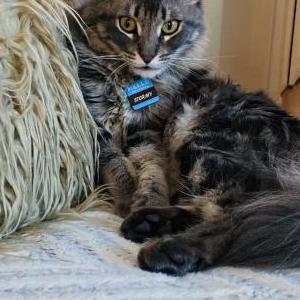 Lost Cat STORMY