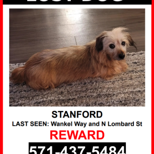 Lost Dog Stanford