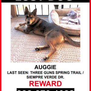 Lost Dog Auggie