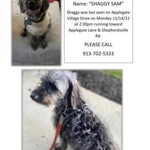 Lost Dog Shaggy Sam