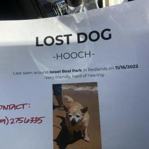Lost Dog Hooch