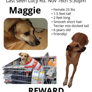Lost Dog Maggie