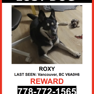 Lost Dog ROXY