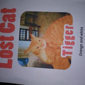Lost Cat Tigger