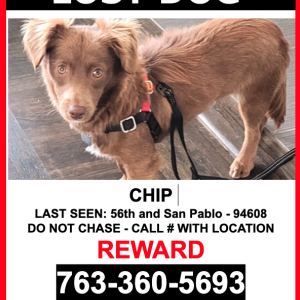 Lost Dog Chip