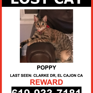 Lost Cat Poppy