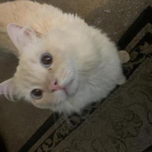 Lost Cat Sammy” sammich “