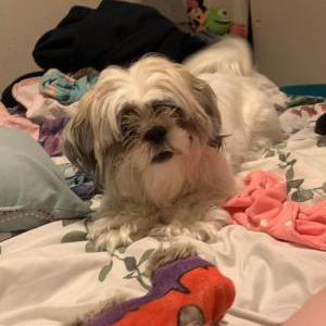 Lost Dog Peggy