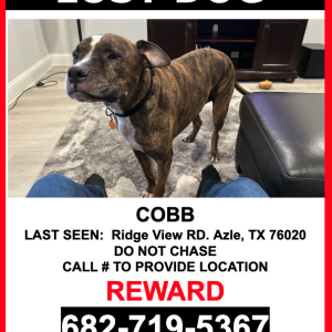 Lost Dog Cobb