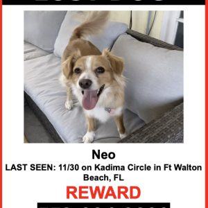 Lost Dog Neo