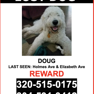 Lost Dog Doug