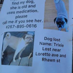 Lost Dog Trixie