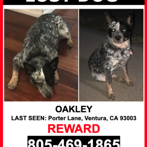 Lost Dog OAKLEY