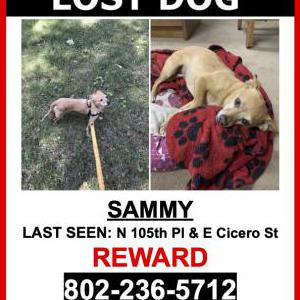 Lost Dog SAMMY