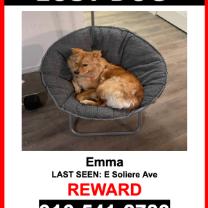 Lost Dog Emma