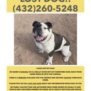 Lost Dog Chacho