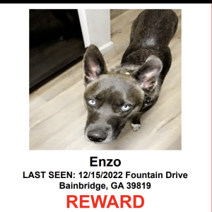 Lost Dog ENZO