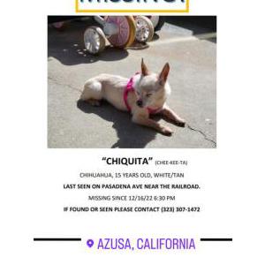 Lost Dog Chiquita