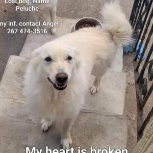 Lost Dog Peluche