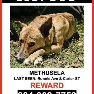 Lost Dog Methusela