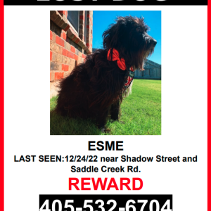 Lost Dog Esme