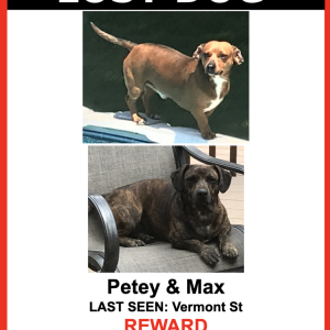 Lost Dog Petey & Max