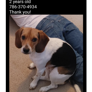Lost Dog Dixie
