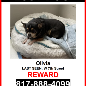 Lost Dog Olivia