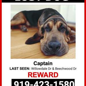 Lost Dog Captain