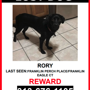 Lost Dog Rory
