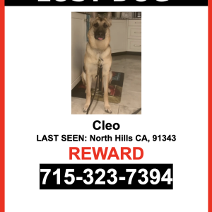 Lost Dog Cleo
