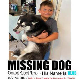 2nd Image of Blue, Lost Dog