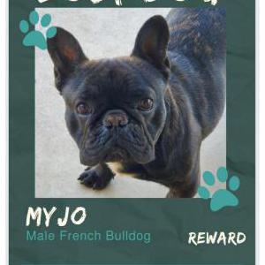 Lost Dog Myjo