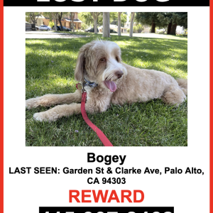 Lost Dog Bogey