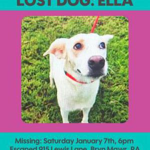 Lost Dog Ella/Mona